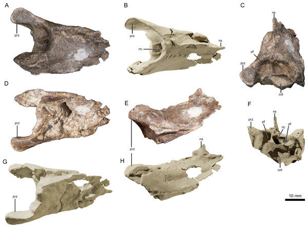 Photographs and virtual three-dimensional renderings of the mid-cervical vertebra of Lusognathus almadrava gen. et sp. nov. holotype (ML 2554).