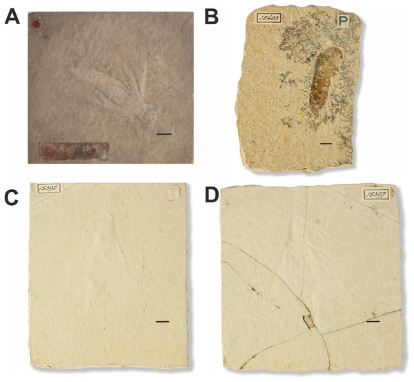 Fossils of non-lepidopteran insects and a crustacean erroneously assigned to Sphinx.
