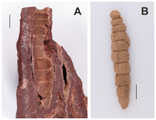 Counterpart and cast of the part of a fossilized sphingid larva (GPIT/HE/00071, NC/25/K/15).