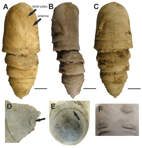 Fossilized pupa from Laetoli, Tanzania. (EP 352/03).