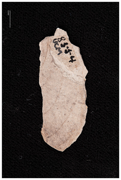 Attacus? fossilis Cockerell, 1914 (as cf. Rothschildia fossilis in Sohn et al., 2012). UCM-8554.