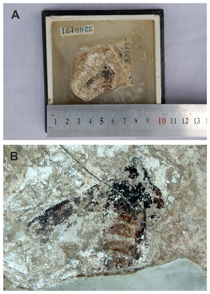 (A and B) Compression-impression fossil of adult “sphingid” moth first illustrated in Zhang (1989). no. 820157.