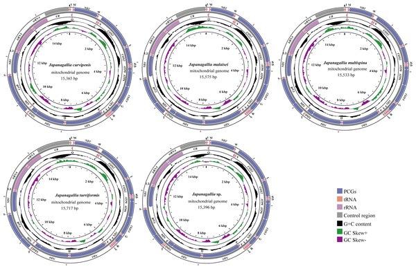 The circular map of the complete mitochondrial genome of five Japanagallia species.