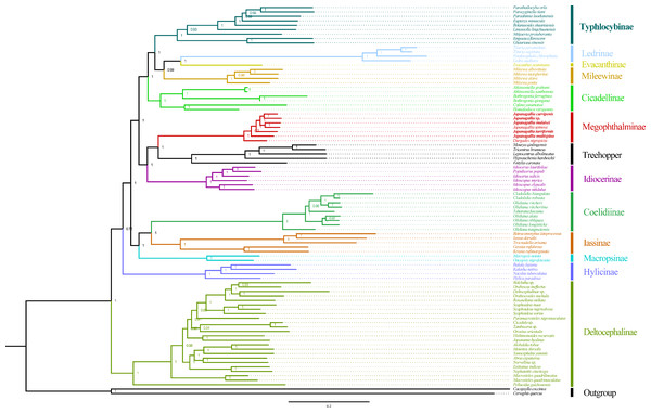 Phylogeny tree constructed using BI method to the 1st and 2nd codon locations of 13 PCGs and two rRNA genes.