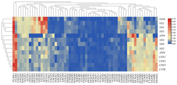 Clustering heatmap showing 13 mitochondrial protein-coding genes using relative synonymous codon usage (RSCU) values.