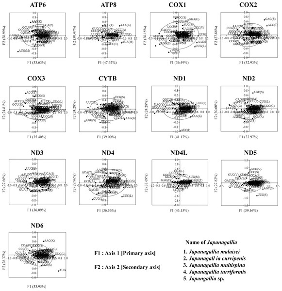 Correspondence analysis of the relative synonymous codon usage values of 13 mitochondrial protein-coding genes in five Japanagallia species.