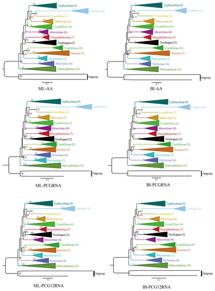 Phylogenetic trees of leafhoppers were inferred from different mitochondrial genome datasets by maximum likelihood (ML) and Bayesian analyses (BI) methods.