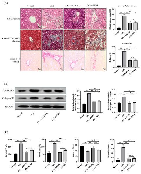 AKF-PD attenuated CCl4-induced liver fibrosis in rats.