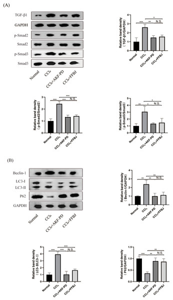 AKF-PD inhibited the TGF-β1/Smad signalling and autophagy in CCl4-induced liver fibrosis.