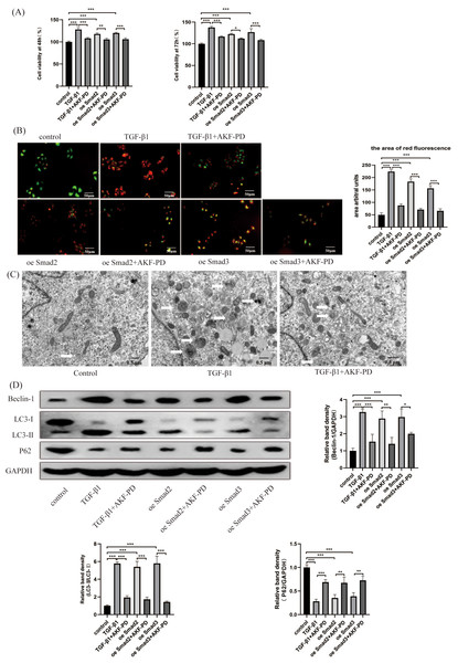 AKF-PD alleviated liver fibrosis by inhibiting HSC autophagy via the TGF-β1/Smad pathway in cultured HSCs.