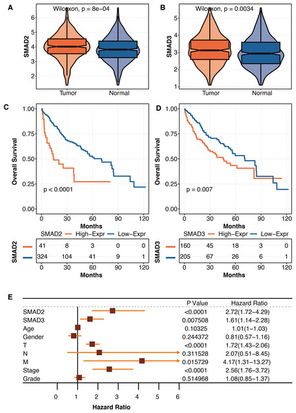 The prognostic values of SMAD2 and SMAD3 in liver cancer.