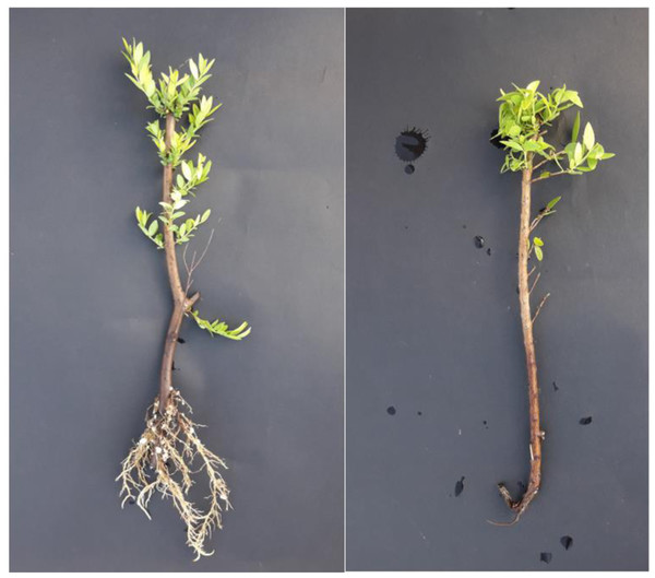 Rooting of cuttings (left is well-rooted, right is not well-rooted cuttings).