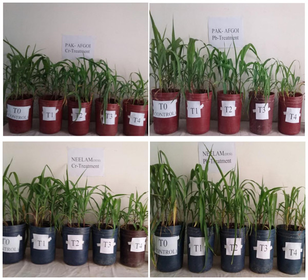 Comparison of growth/height of trialed maize plants from two varieties PakAfgoi & Neelem under Cr & Pb treatment.