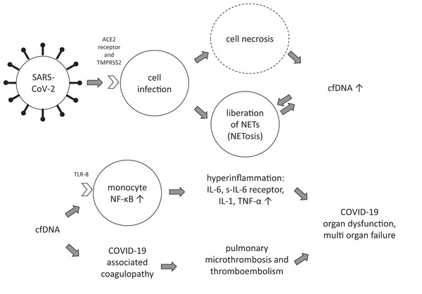 Hypothetical role of cfDNA in COVID-19.