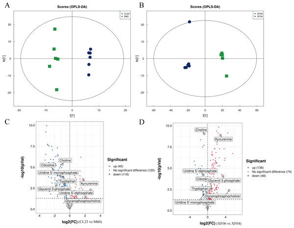 Multivariate statistical analysis of the targeted metabolomics based on UHPLC-QTRAP MS.