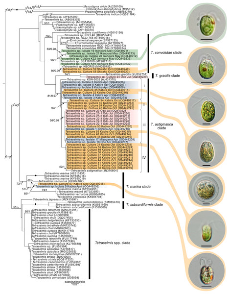 Maximum-Likelihood (ML) tree of Tetraselmis inferred from the 18S rRNA gene.