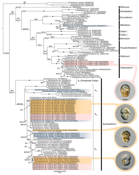 Maximum-Likelihood (ML) tree of Symbiodiniaceae inferred from the 28S rRNA gene.