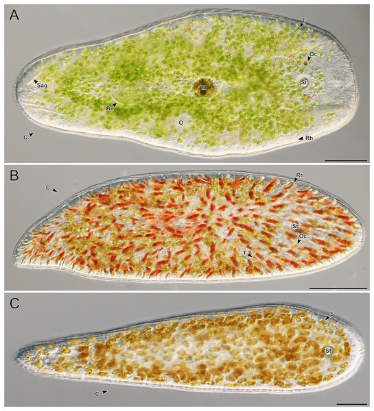 Representative light micrographs of live meiofaunal marine acoels.