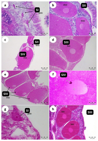 Histological sections of Dendrophyllia ramea reproductive tissues of a female colony.