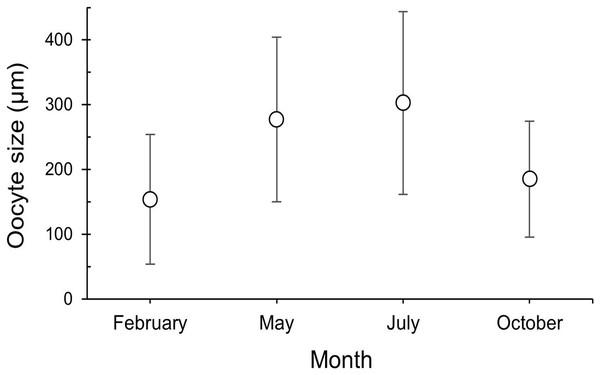 Oocyte size (mean ± SD) for the three female colonies analyzed per sampling month.