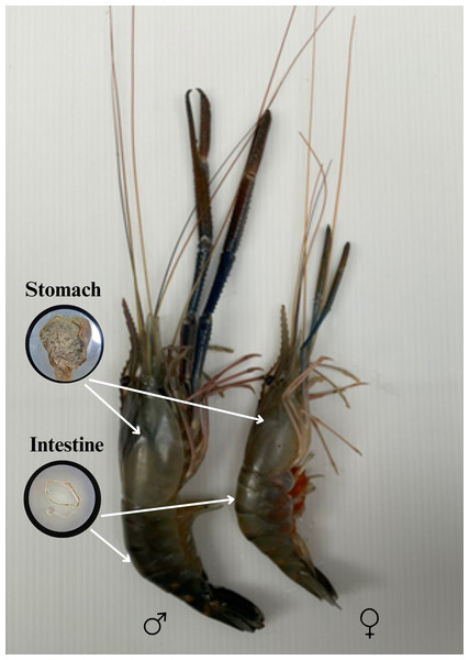 Male and female characteristics of giant freshwater prawns.