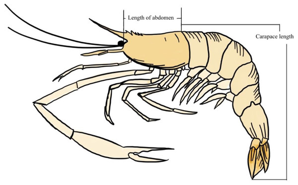 Carapace length and length of the abdomen of a giant freshwater prawn.