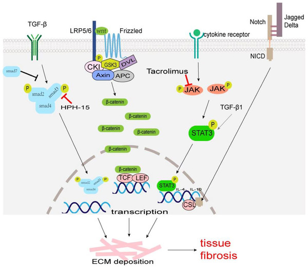 The major fibrosis-related signaling patnways.