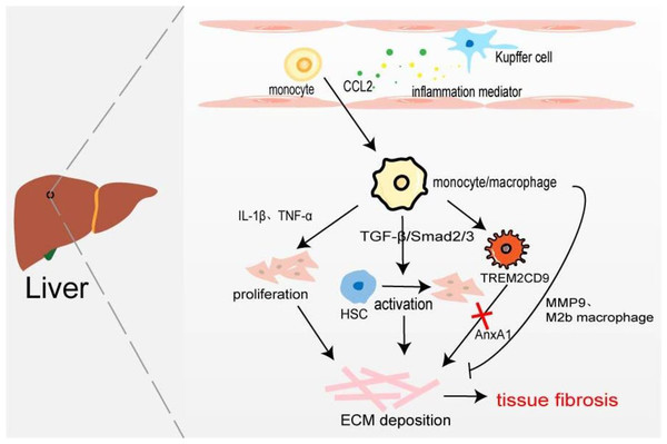 Macrophages in liver fibrosis.