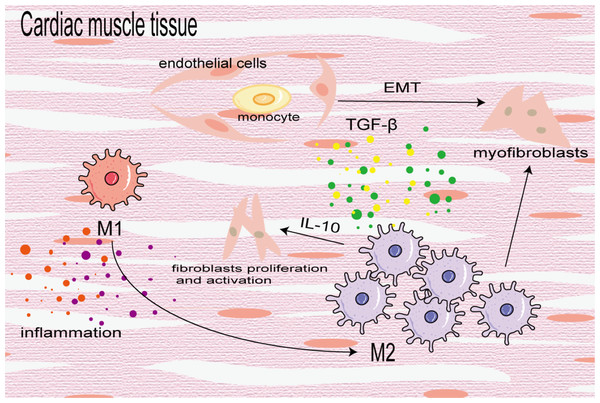 Macrophages in cardiac fibrosis.