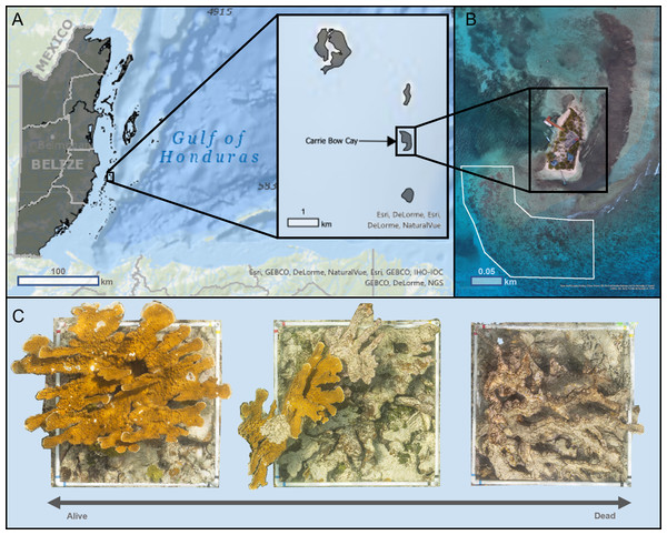 Map of Carrie Bow Cay, Belize (A) and the study site for structure-from-motion photogrammetric surveys (B) of Acropora palmata colonies (C).