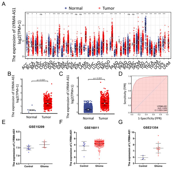 The expressions of LYRM4-AS1 in glioma tissues.