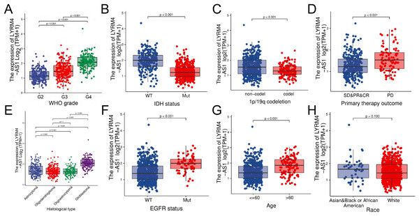 The correlation analysis of LYRM4-AS1 expression and clinical characteristics of glioma patients using RNA-seq data with clinical information from TCGA-GBM and TCGA-LGG projects.