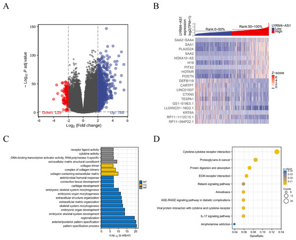 Identification of DEGs and functional enrichment analyses.