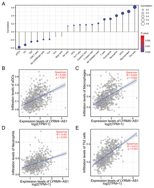 The correlation between LYRM4-AS1 expression and immune infiltration.