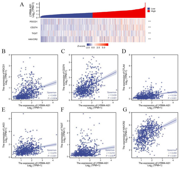 The correlation between LYRM4-AS1 expression and immune checkpoints.