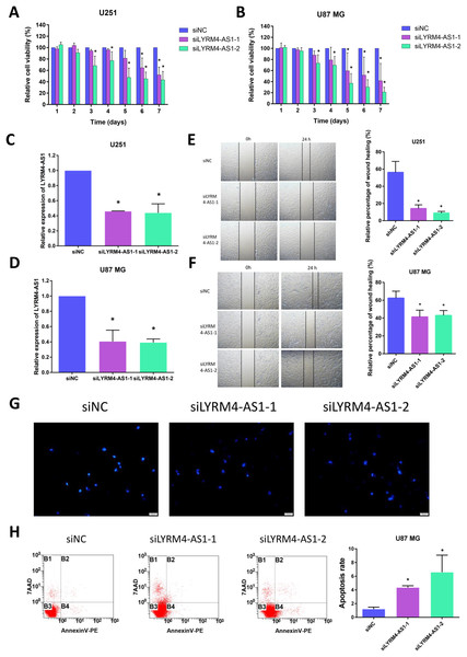 The role of LYRM4-AS1 expression on glioma cell viability and migration.