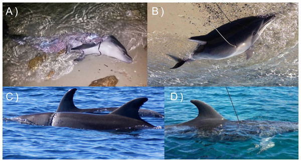 Effects of interactions between dolphins and fishery in Sardinia: dolphins showing clear signs of entanglement (A and C) and violent interaction with fishers (who use dive spearguns to get away the animals from the nets, B and D).