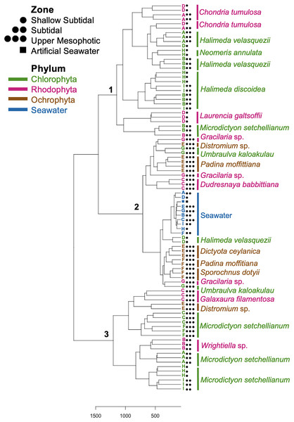 Dendrogram of hierarchical clustering based on Euclidean distances of microbial communities associated with macroalgal species at Manawai, Northwestern Hawaiian Islands, Hawai’i, USA.