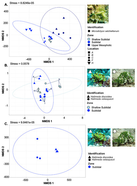 Non-metric multidimensional scaling plot generated using Bray-Curtis dissimilarities for microbial communities associated with three Chlorophyta species: Halimeda discoidea, H. velasquezii, and Microdictyon setchellianum (n = 3 each).