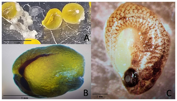 Examples of mature unfertilized eggs, early-stage embryos, and late-stage embryos.
