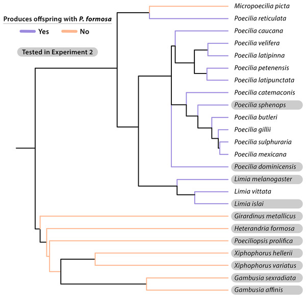Cladogram of taxonomic relationships of species experimentally crossed with the Amazon Molly (Poecilia formosa).