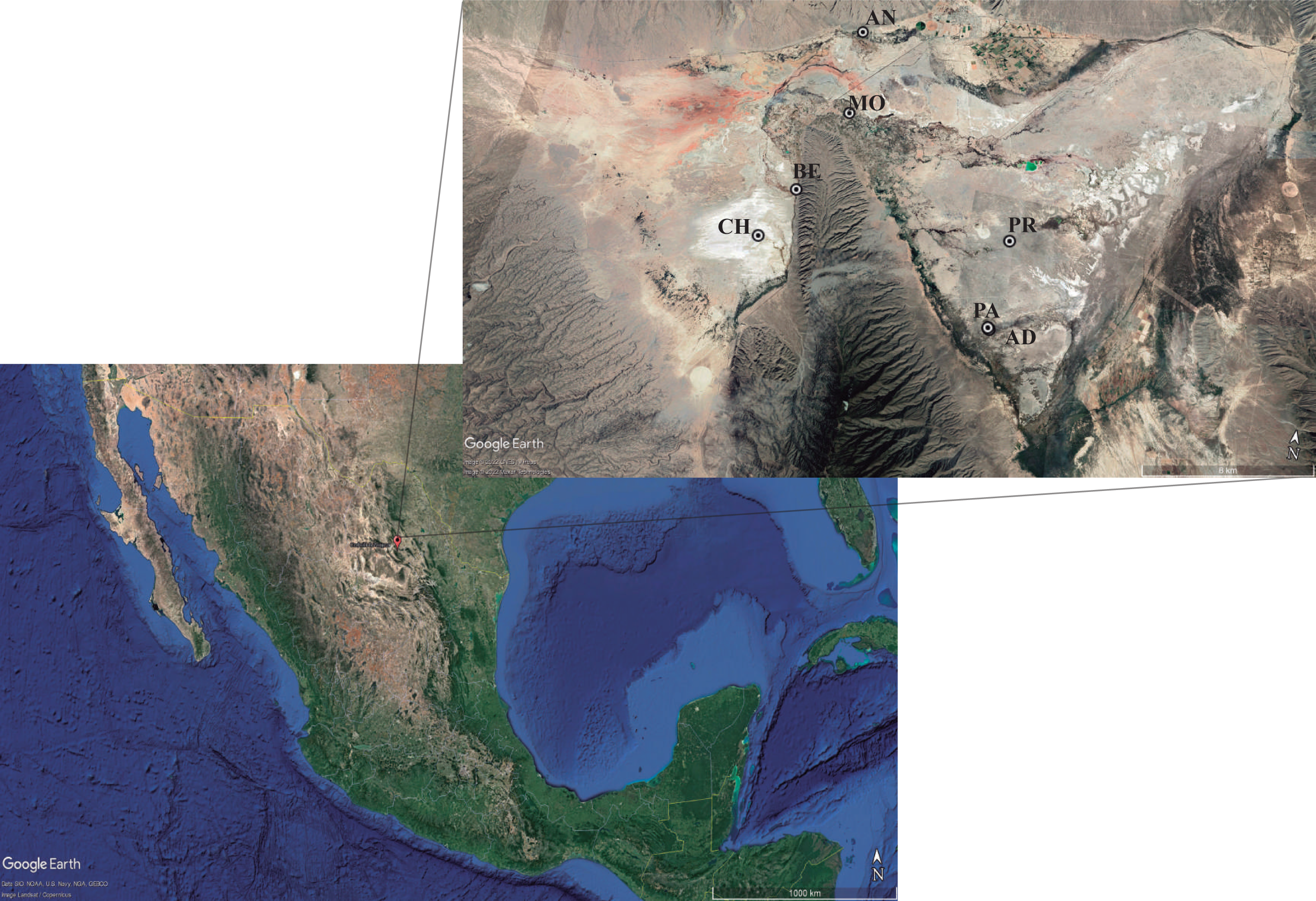 Systematic bioprospection for cellulolytic actinomycetes in the Chihuahuan Desert isolation and enzymatic profiling PeerJ picture