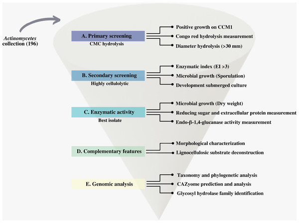 Scheme of the systematic bioprospecting for the retrieval and characterization of highly cellulolytic actinomycetes in Cuatro Ciénegas Basin (CCB), México.