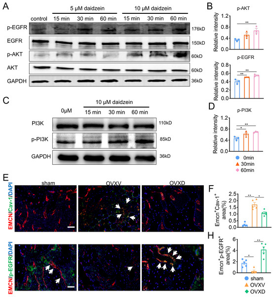 Daidzein improves H-type vessels formation through the AKT/EGFR signaling pathway.
