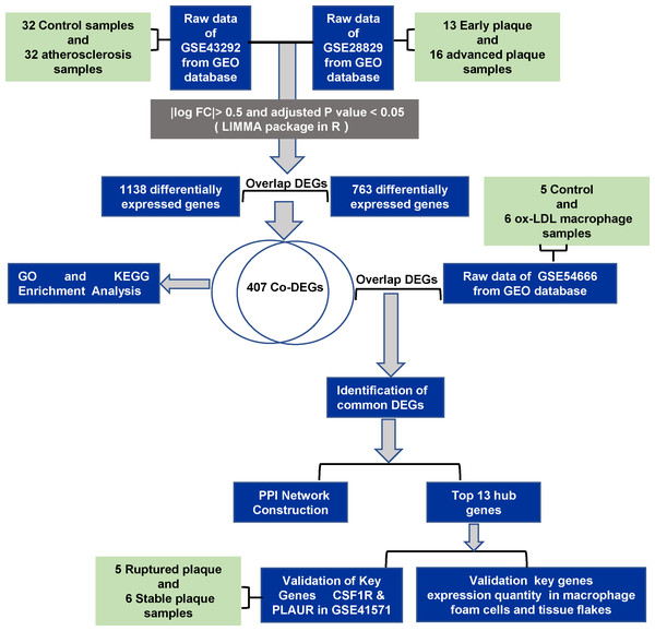 The flowchart of the study.