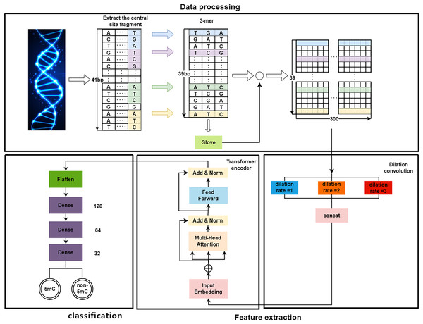 The overall framework of DeepMethylation.