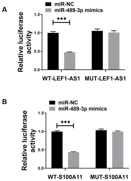 (A) Dual luciferase analysis showing that LEF1-AS1 could target miR-489-3p, (B) dual luciferase analysis showed that S100A11 could target miR-489-3p in HUVEC, ***P < 0.001.