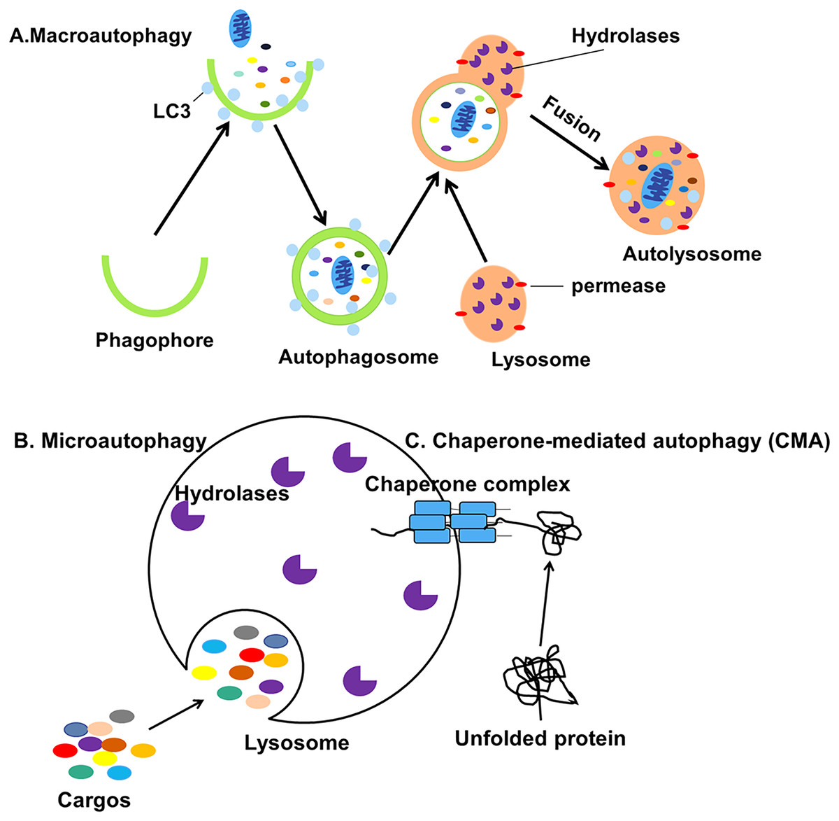 Microorganism Regulated Autophagy In Gastrointestinal Cancer Peerj