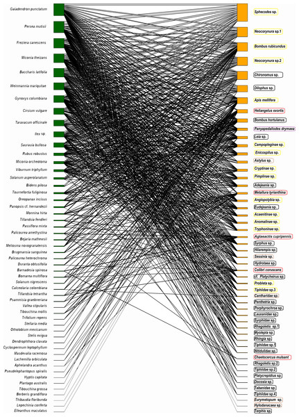 Network representation of the bipartite interaction between plants (green) and animals (orange).