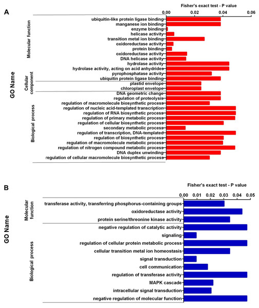 (A) Representation of the set of over-expressed proteins grouped within the GO terms: molecular function, cellular component and biological process. (B) Representation of the set of under-expressed proteins grouped within the GO terms of molecular function and biological process.